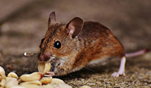 24 Hour & Emergency Exterminators in Sharon, CT